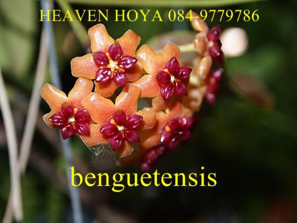 Hoya benguetensis