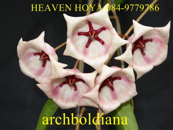 Hoya archboldiana | HeaVen Hoya - เมืองนครสวรรค์ นครสวรรค์