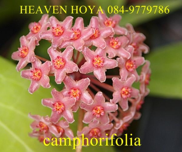 Hoya camphorifolia