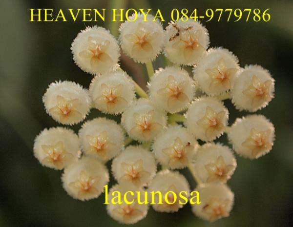 Hoya lacunosa