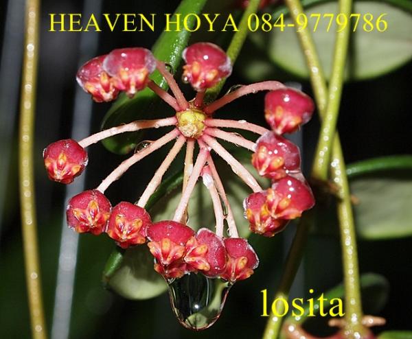 Hoya losita | HeaVen Hoya - เมืองนครสวรรค์ นครสวรรค์