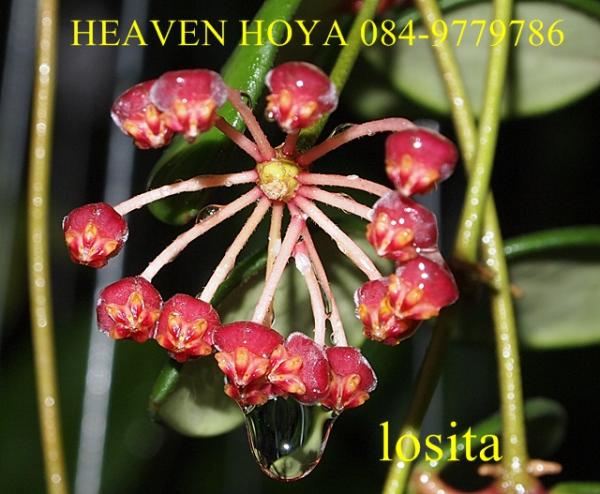 Hoya losita