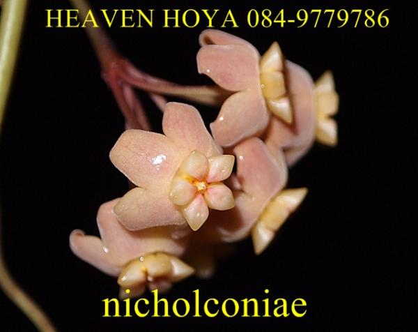 Hoya neo-ebudica | HeaVen Hoya - เมืองนครสวรรค์ นครสวรรค์