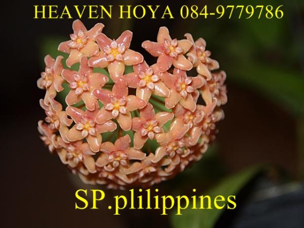 Hoya SP.plilippines 