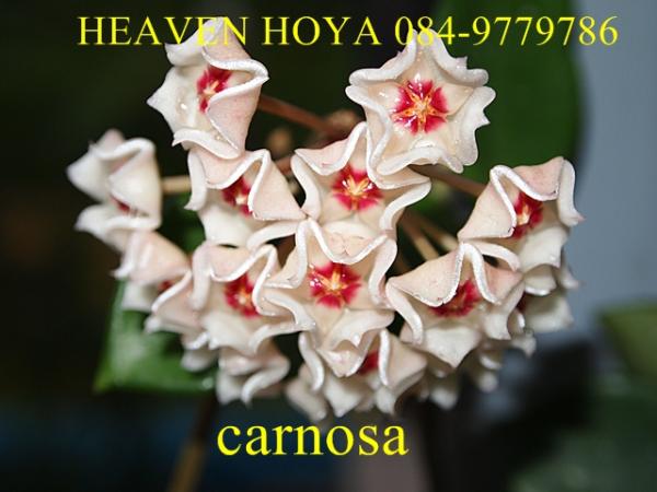 Hoya carnosa