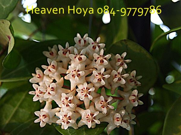 Hoya elliptica | HeaVen Hoya - เมืองนครสวรรค์ นครสวรรค์