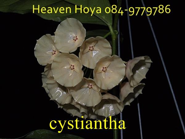 Hoya  cystiantha  | HeaVen Hoya - เมืองนครสวรรค์ นครสวรรค์