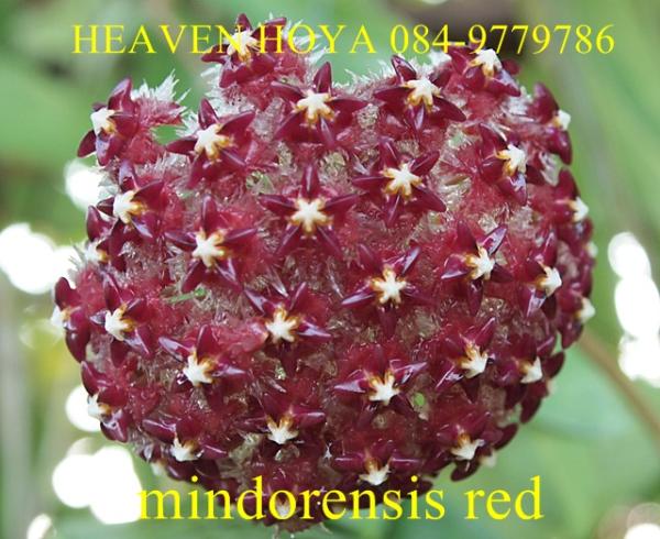 Hoya mindorensis Red | HeaVen Hoya - เมืองนครสวรรค์ นครสวรรค์