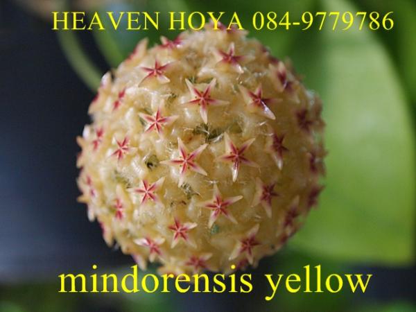 Hoya mindorensis sweet yellow | HeaVen Hoya - เมืองนครสวรรค์ นครสวรรค์