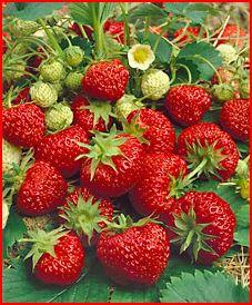 สตรอแบร์รี่-Strawberry