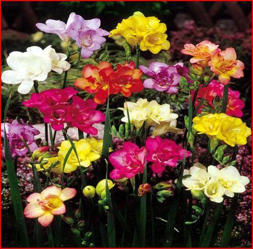 ฟรีเชีย Freesia | seeds etc. -  กรุงเทพมหานคร