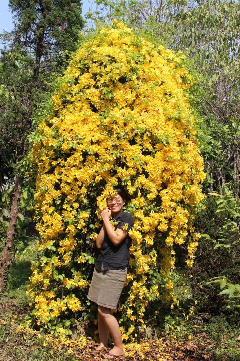 เหลืองชัชวาลย์ | สวนในฝัน - เมืองเชียงใหม่ เชียงใหม่