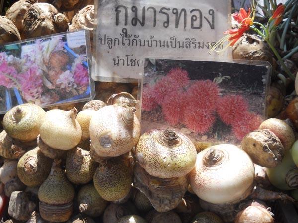 ว่านกุมารทอง | รังค์ว่าน - เมืองตาก ตาก