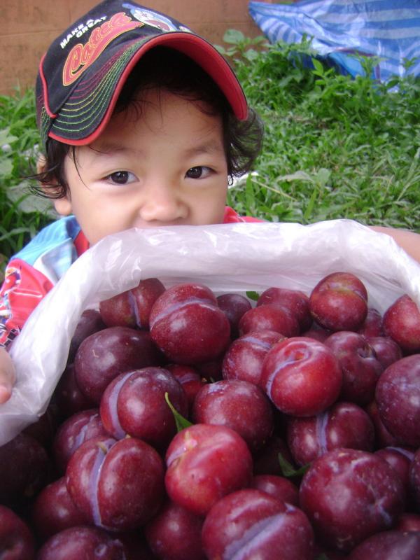 ลูกไหน | เชษฐ ตลาดโชคเจริญ เชียงราย - เมืองเชียงราย เชียงราย