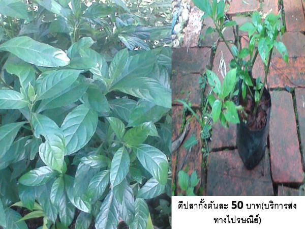 ดีปลากั้ง | D&T Garden - เมืองปราจีนบุรี ปราจีนบุรี