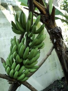 หน่อกล้วยหอมเขียว | บ้านสวนกล้วย - เมืองอุบลราชธานี อุบลราชธานี