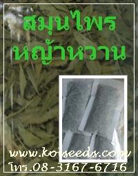 ขายชาสมุนไพรหญ้าหวาน | แก้วเกษตร - คลองหลวง ปทุมธานี
