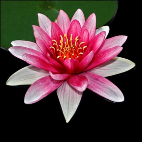 บัว Pink Waterlily