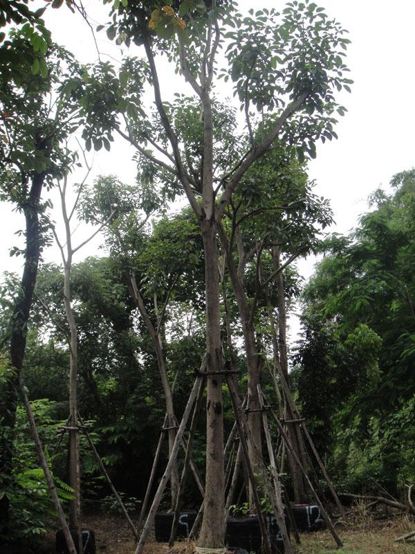 ชมพูพันธ์ทิพย์ | สวนทวี - เมืองปราจีนบุรี ปราจีนบุรี