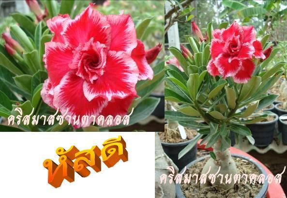 คริสมาสซานตาคลอส | ชวนชมสุภรลักษณ์ - โชคชัย นครราชสีมา