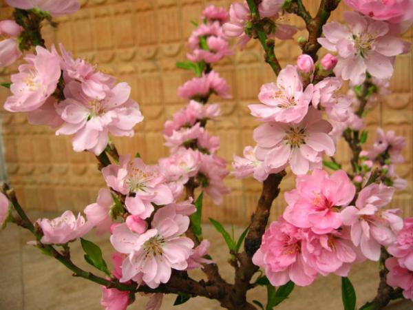 ต้นดอกเหมย Prunus persica | สวนมิตร - เมืองเชียงใหม่ เชียงใหม่