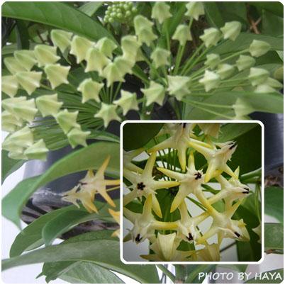 H.multiflora | HAYA - สวนหลวง กรุงเทพมหานคร