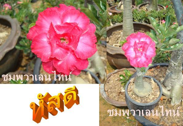 ชมพูวาเลนไทน์ | ชวนชมสุภรลักษณ์ - โชคชัย นครราชสีมา