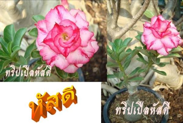 ทริปเปิลหัสดี | ชวนชมสุภรลักษณ์ - โชคชัย นครราชสีมา