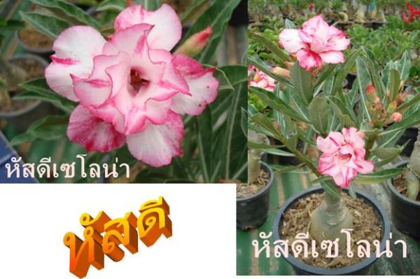 หัสดีเซโลน่า | ชวนชมสุภรลักษณ์ - โชคชัย นครราชสีมา