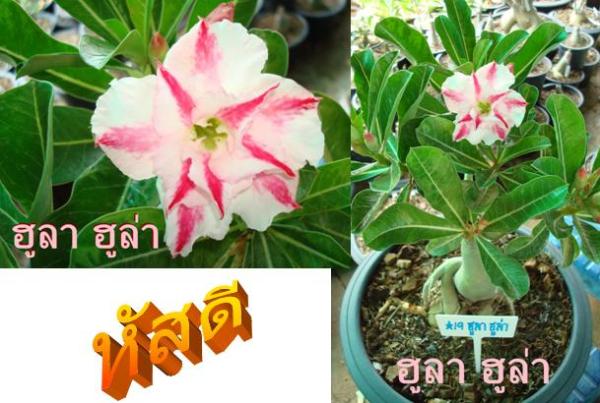 ฮูลา ฮูล่า | ชวนชมสุภรลักษณ์ - โชคชัย นครราชสีมา