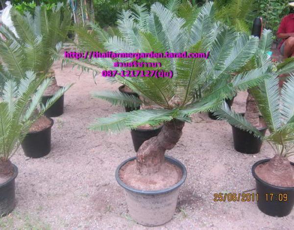 ปรงแก้ว Cycas siamensis Miq  | สวนศรีชาวนา - เมืองปราจีนบุรี ปราจีนบุรี