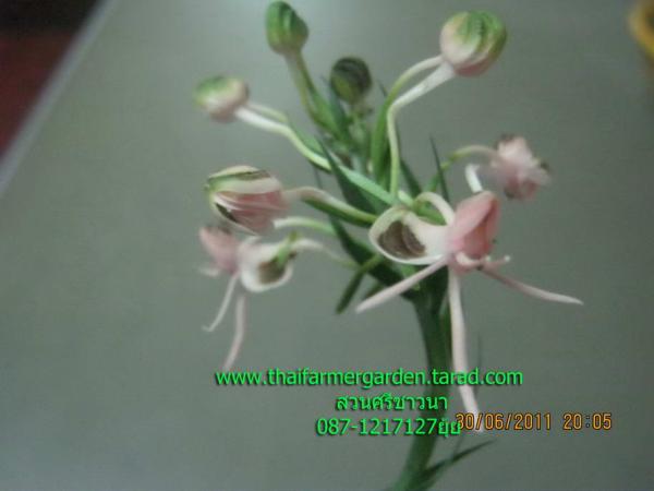 อั้วแก้มช้ำ (Habenaria rostelliferaia)  | สวนศรีชาวนา - เมืองปราจีนบุรี ปราจีนบุรี