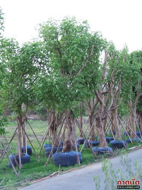 ต้นทองกวาว | พรรณยากรณ์ พันธ์ไม้ -  ปราจีนบุรี