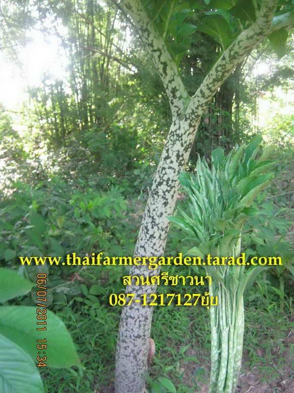 บุกเขา amorphophallus paeoniifolius  | สวนศรีชาวนา - เมืองปราจีนบุรี ปราจีนบุรี