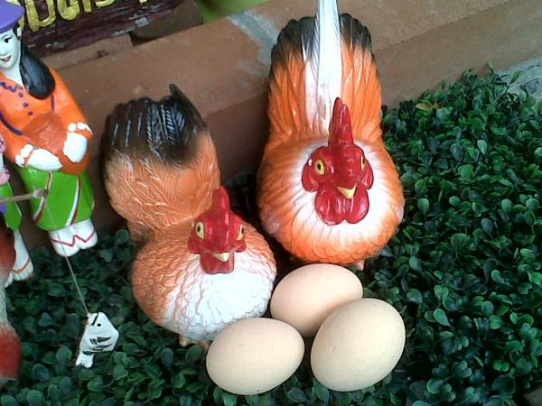 ไก่กับไข่ | สวนพบพลอย - คลองสามวา กรุงเทพมหานคร