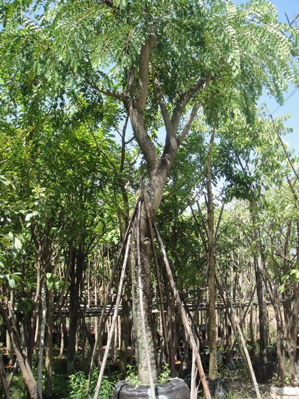 ประดู่แดง10" | สวนทวี - เมืองปราจีนบุรี ปราจีนบุรี