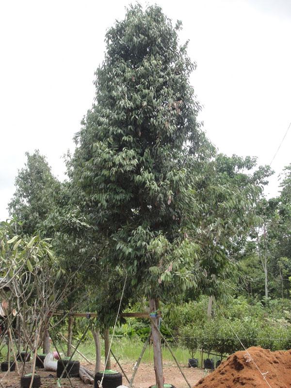 บุนนาค3" | สวนทวี - เมืองปราจีนบุรี ปราจีนบุรี