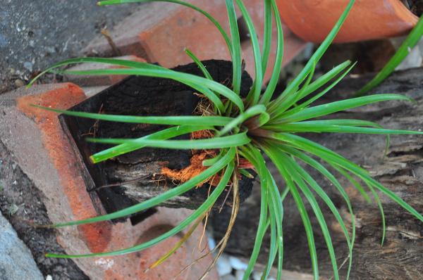 สับปะรดสี tillandsia cyanea lind. | ต้นไม้ ใบเฟิร์น -  นครราชสีมา