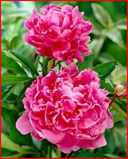 พิโอนี-Peony | seeds etc. -  กรุงเทพมหานคร