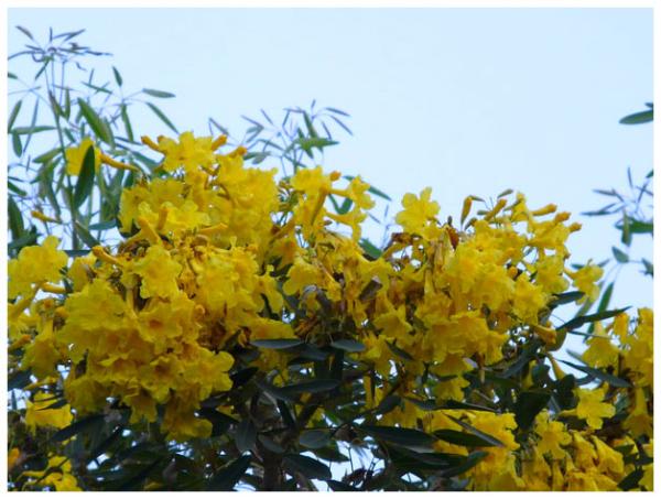 ต้นเหลืองปรียาธร | พรรณยากรณ์ พันธ์ไม้ -  ปราจีนบุรี