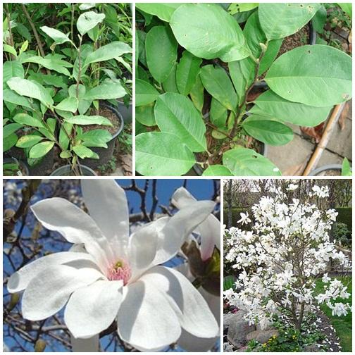 Magnolia loebneri "Merrill" | ปฏิพัทธ์พฤกษา - เมืองลำปาง ลำปาง