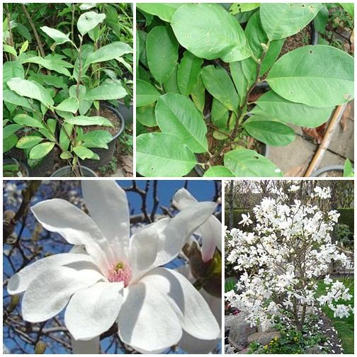 Magnolia loebneri "Merrill"