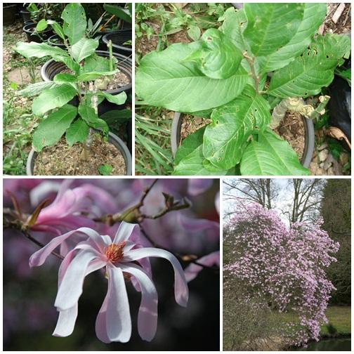 Magnolia loebneri "Leonard Messel" | ปฏิพัทธ์พฤกษา - เมืองลำปาง ลำปาง