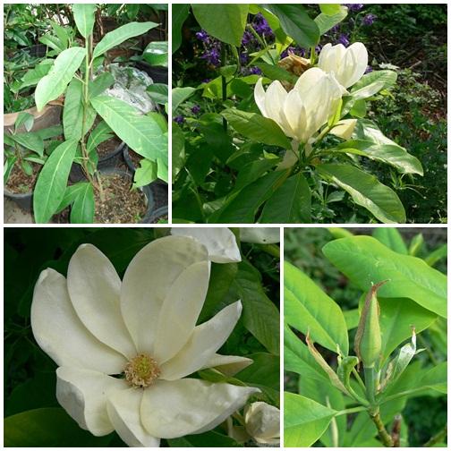 Magnolia x thompsoniana  | ปฏิพัทธ์พฤกษา - เมืองลำปาง ลำปาง