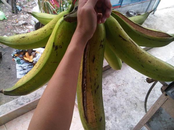 กล้วยงาช้าง | อาณาจักรกล้วยแปลกๆ - ดำเนินสะดวก ราชบุรี