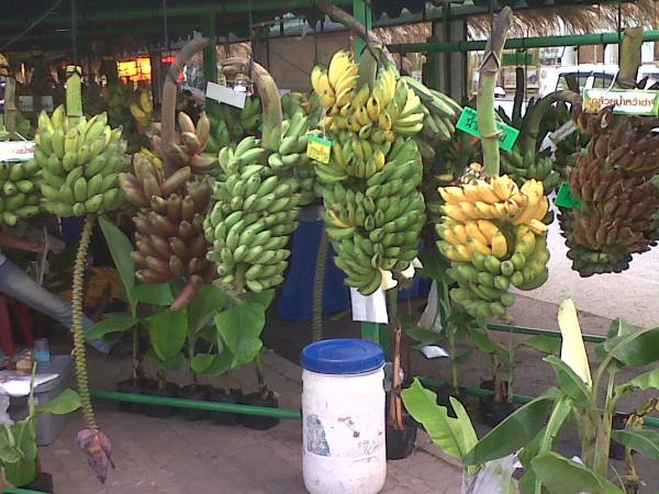 กล้วยนาก | อาณาจักรกล้วยแปลกๆ - ดำเนินสะดวก ราชบุรี