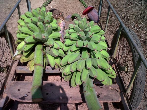 กล้วยหิน | อาณาจักรกล้วยแปลกๆ - ดำเนินสะดวก ราชบุรี