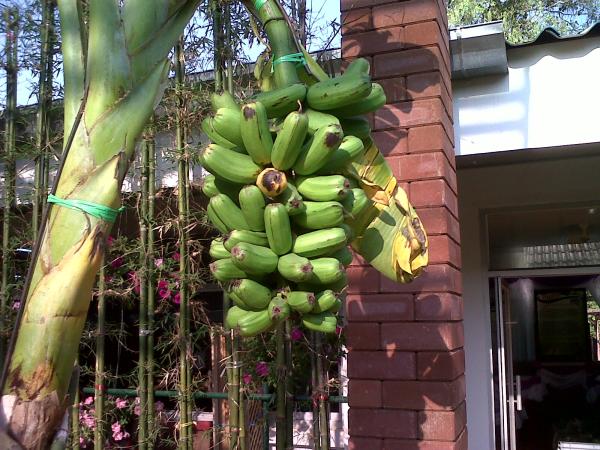 กล้วย | อาณาจักรกล้วยแปลกๆ - ดำเนินสะดวก ราชบุรี