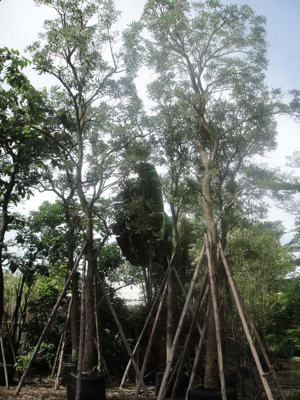 เหลืองปรีดียาธร7" | สวนทวี - เมืองปราจีนบุรี ปราจีนบุรี