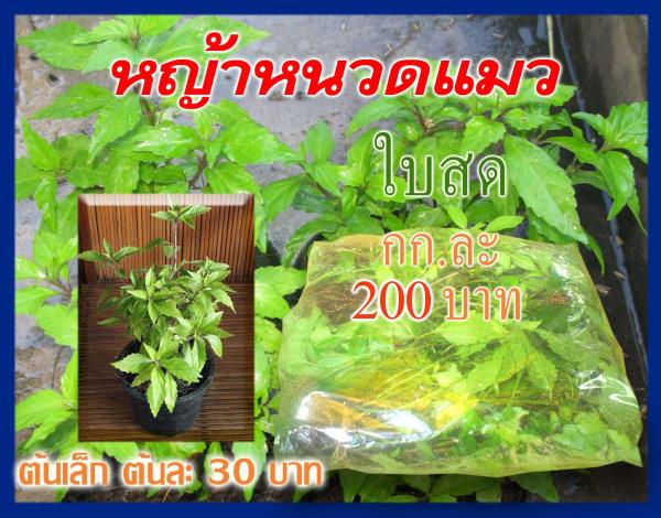 หญ้าหนวดแมว พยับเมฆ (ใบสด 200 บ./กก.) | ต้นรักษ์ ขอนแก่น -  ขอนแก่น